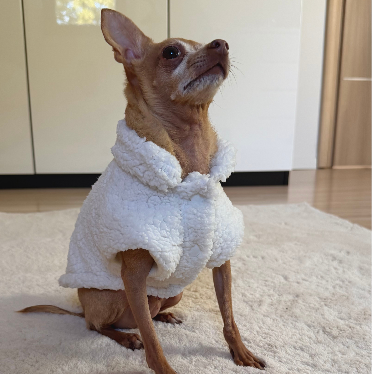 Milky Teddy Dog Vest | Warm Jacket for Small Dogs