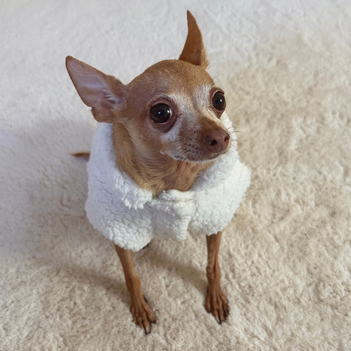 Milky Teddy Dog Vest | Warm Jacket for Small Dogs