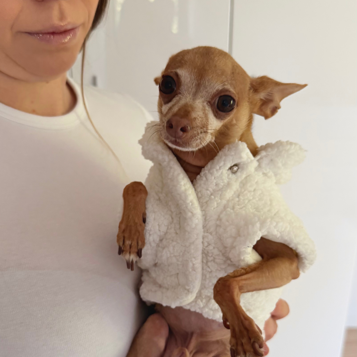 Milky Teddy Dog Vest | Warm Jacket for Small Dogs