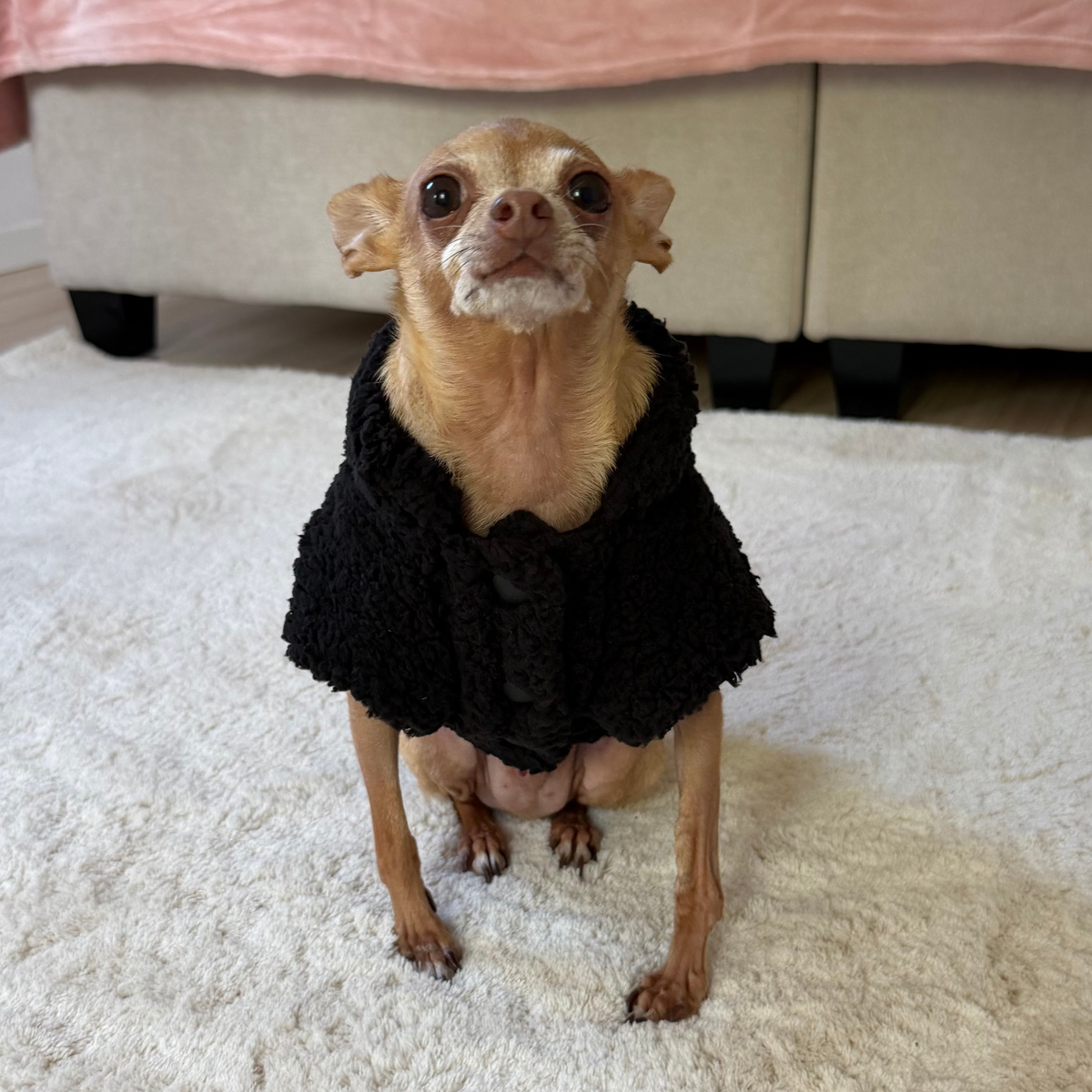 Black Teddy Dog Vest | Warm Jacket for Small Dogs