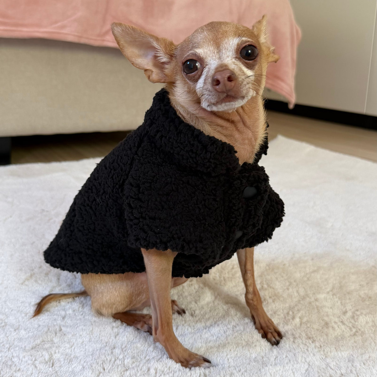 Black Teddy Dog Vest | Warm Jacket for Small Dogs