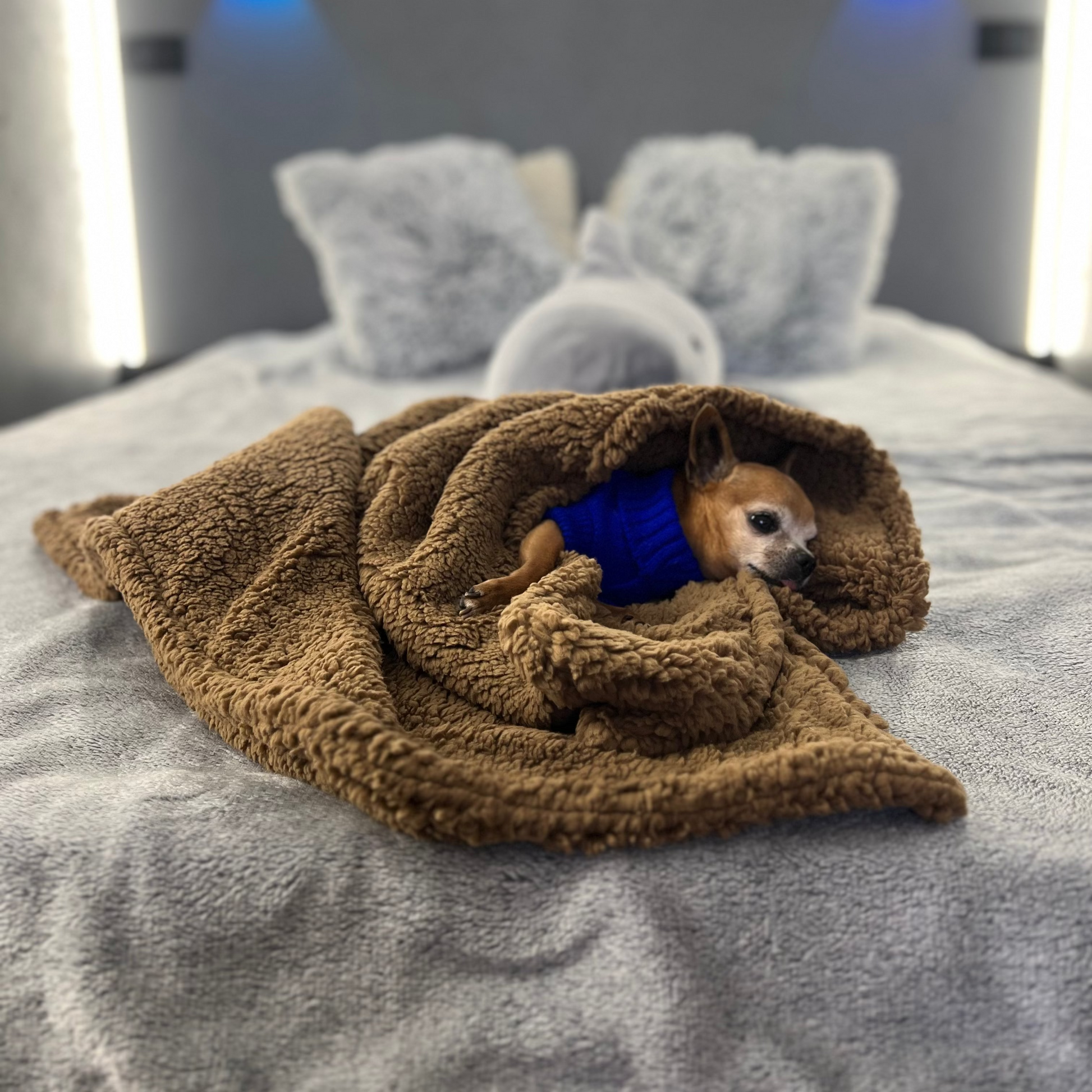 Cozy handmade Teddy dog blanket with Chihuahua resting inside