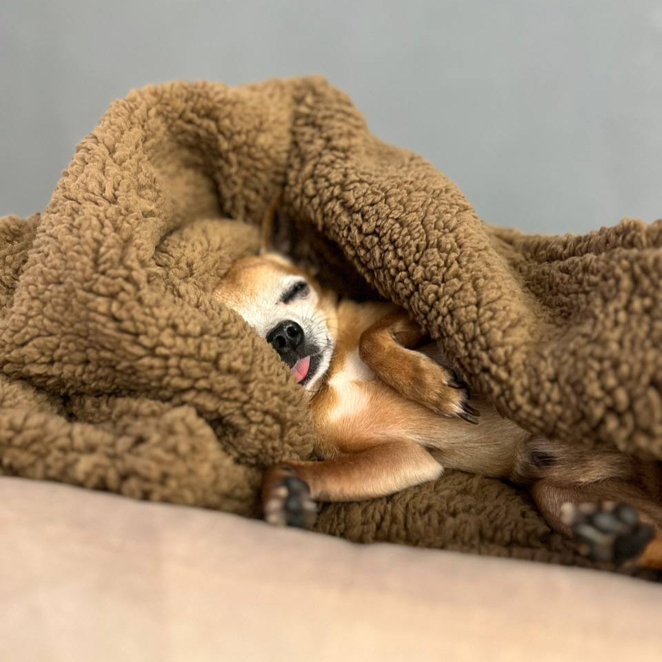 Warm brown Teddy fabric blanket for dogs and cats – extra soft pet bedding